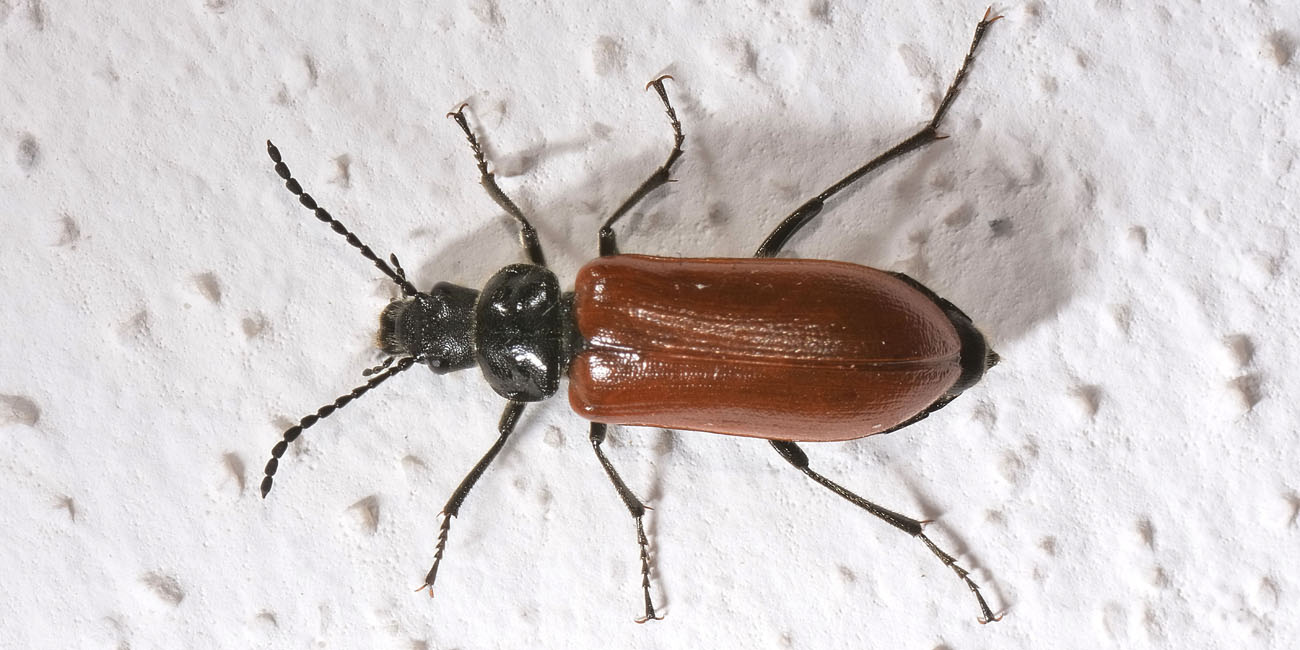 Tenebrionidae:  cfr. Omophlus lepturoides